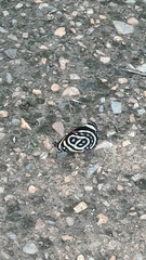 Callicore astarte selima