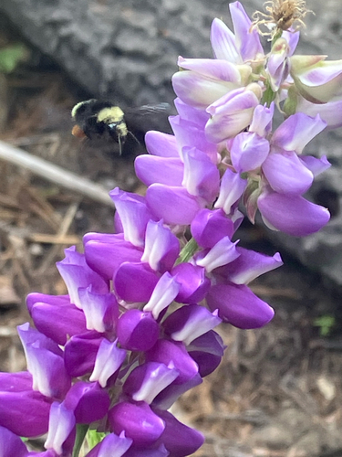 iNaturalist observation photo of Yellow-faced Bumble Bee