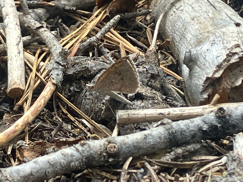 iNaturalist observation photo of Butterflies and Moths