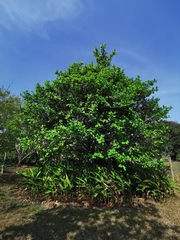 Image of Coccoloba diversifolia