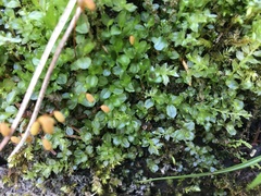 Plagiomnium ellipticum