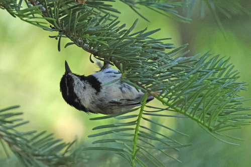 iNaturalist observation photo of Mountain Chickadee
