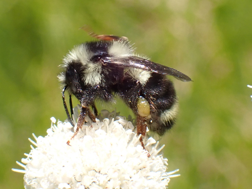 iNaturalist observation photo of Bumble Bees