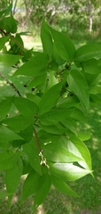 Celtis laevigata