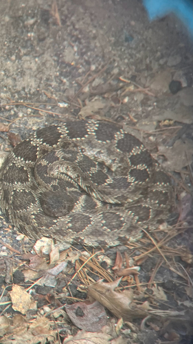 iNaturalist observation photo of Northern Pacific Rattlesnake