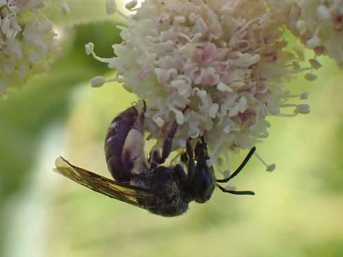 iNaturalist observation photo of Bees