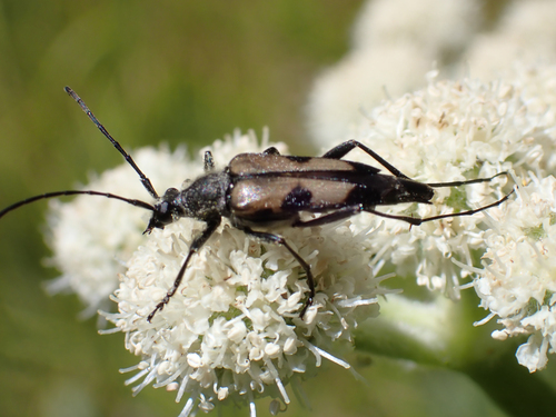 iNaturalist observation photo of Etorofus propinquus