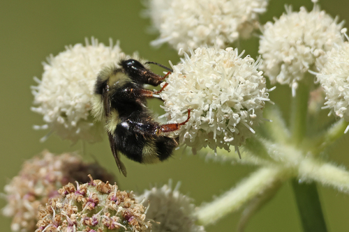 iNaturalist observation photo of Bumble Bees