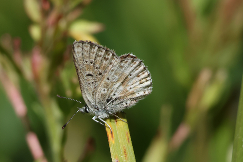 iNaturalist observation photo of Sierra Blue