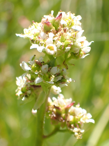 iNaturalist observation photo of Oregon Saxifrage