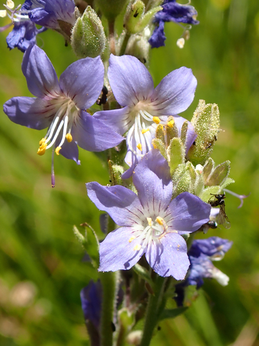 iNaturalist observation photo of western Jacob's ladder