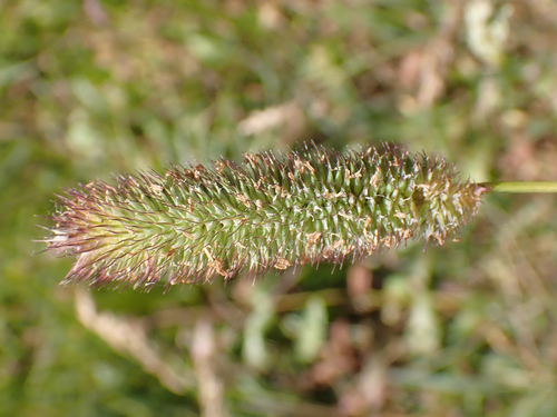 iNaturalist observation photo of Timothy grass