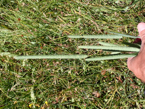 iNaturalist observation photo of Timothy grass