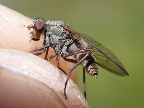 iNaturalist observation photo of Symphoromyia fulvipes