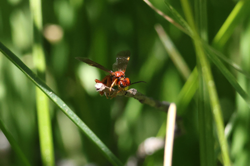 iNaturalist observation photo of Sawflies, Horntails, and Wood Wasps
