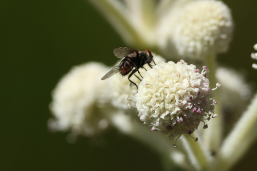 iNaturalist observation photo of Calyptrate Flies