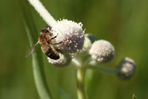 iNaturalist observation photo of Western Honey Bee