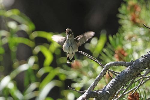 iNaturalist observation photo of Bee Hummingbirds and Allies