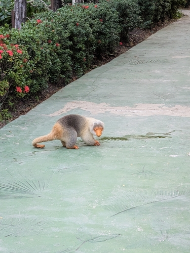 Spilocuscus maculatus observed 2026-07-13