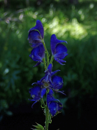 iNaturalist observation photo of Columbian Monkshood