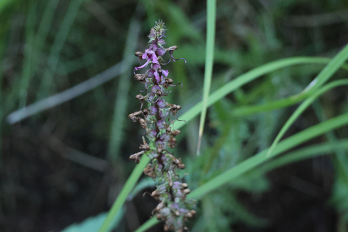 iNaturalist observation photo of Elephant's-Head lousewort