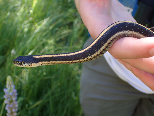 iNaturalist observation photo of Mountain Garter Snake