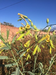 Nicotiana glauca