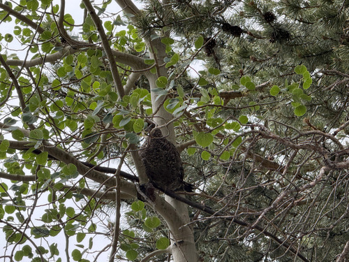 iNaturalist observation photo of Sooty Grouse