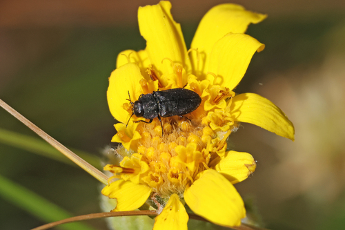 iNaturalist observation photo of Melanthaxia