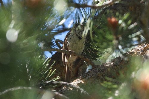 iNaturalist observation photo of Song Sparrow