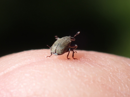 iNaturalist observation photo of True Weevils