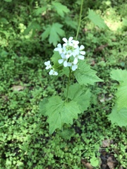Alliaria petiolata