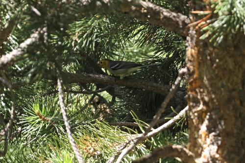 iNaturalist observation photo of Hermit Warbler