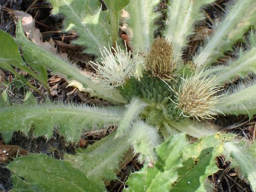 iNaturalist observation photo of Stemless Thistle