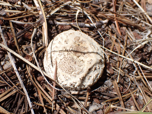 iNaturalist observation photo of Common Gilled Mushrooms and Allies