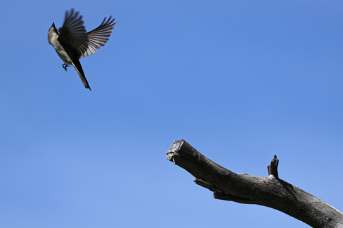 iNaturalist observation photo of Western Wood-Pewee