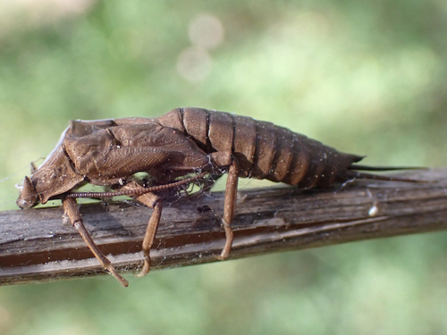 iNaturalist observation photo of Giant Stoneflies and Salmonflies