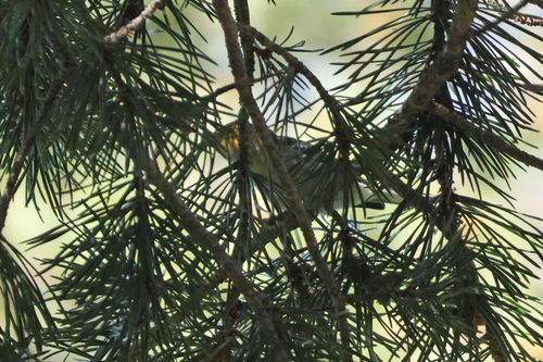iNaturalist observation photo of Hermit Warbler
