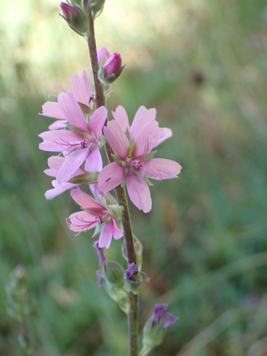 iNaturalist observation photo of Oregon Checker-mallow