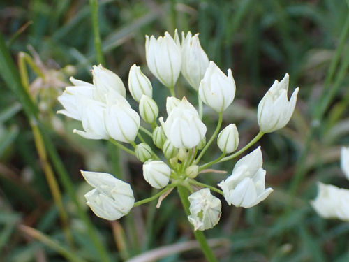 iNaturalist observation photo of white brodiaea