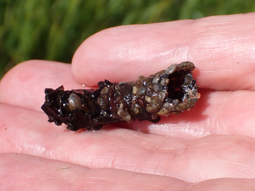 iNaturalist observation photo of Caddisflies