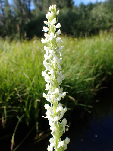 iNaturalist observation photo of Sierra Bog Orchid