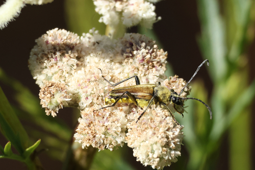 iNaturalist observation photo of Yellow Velvet Beetle