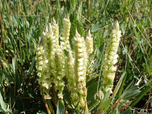 iNaturalist observation photo of Hooded Ladies' Tresses