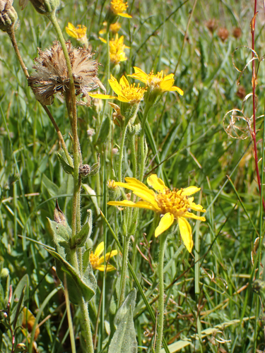 iNaturalist observation photo of Arnica