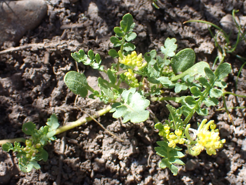 iNaturalist observation photo of curvepod yellowcress