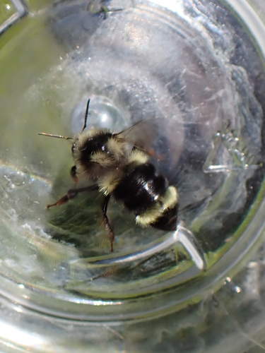 iNaturalist observation photo of Bumble Bees