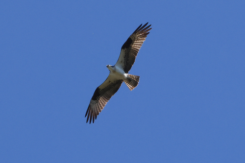 iNaturalist observation photo of American Osprey