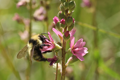 iNaturalist observation photo of Bumble Bees