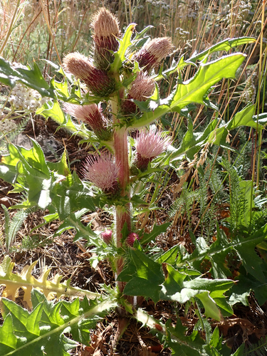 iNaturalist observation photo of Stemless Thistle